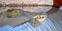 Von Durban, St. Lucia Wetlands Boat Ride - Hizvo
