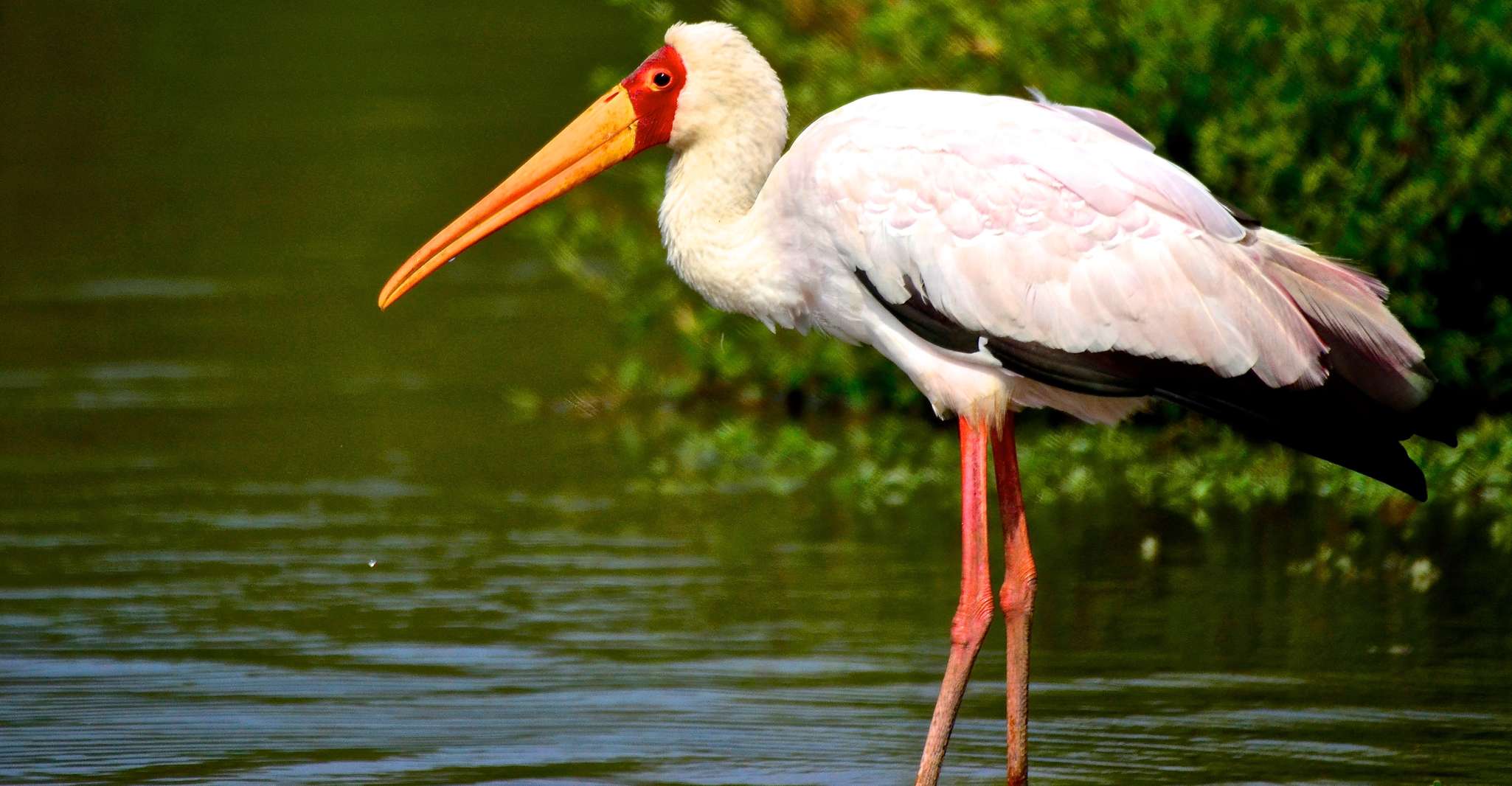 Von Durban, St. Lucia Wetlands Boat Ride - Hizvo