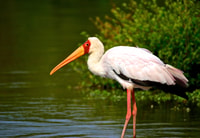 Von Durban, St. Lucia Wetlands Boat Ride - Hizvo