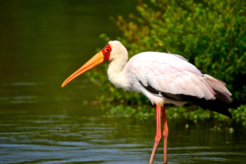 De Durban: Passeio de barco pelos pântanos de Santa LúciaDe Durban: passeio de barco em St. Lucia Wetlands