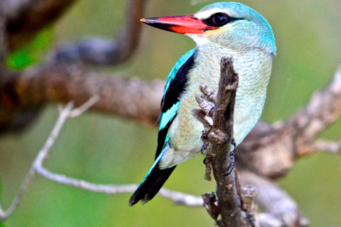 Van Durban: boottocht St. Lucia Wetlands