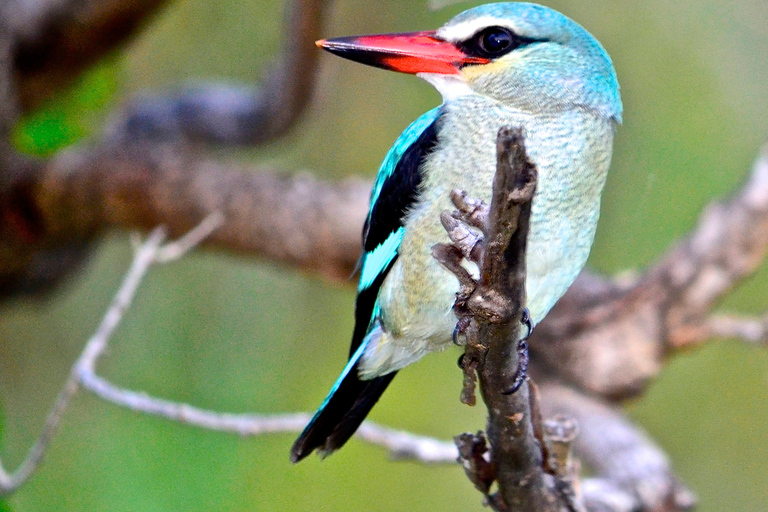 Van Durban: boottocht St. Lucia Wetlands