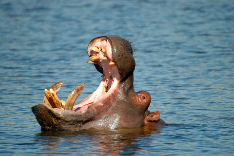 Van Durban: boottocht St. Lucia Wetlands