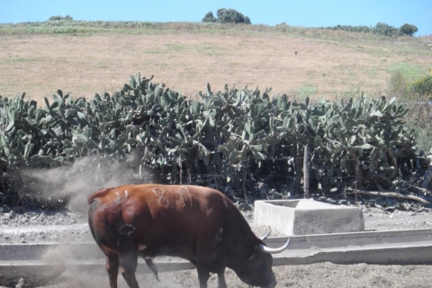 Vanuit Sevilla: tour van een halve dag naar een stierenfokkerijGedeelde rondleiding