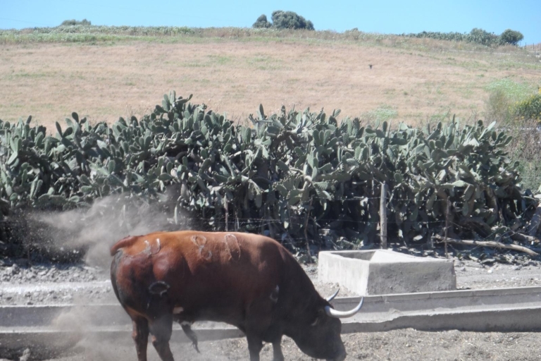 Vanuit Sevilla: tour van een halve dag naar een stierenfokkerijPrivé rondleiding