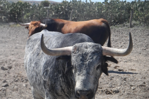 Au départ de Séville : Visite d'une ferme d'élevage de taureaux en demi-journéeVisite partagée