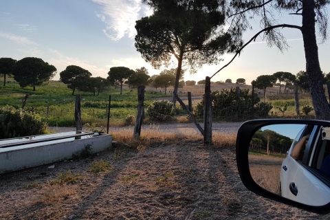 Desde Sevilla: Visita de medio día a una ganaderíaVisita privada