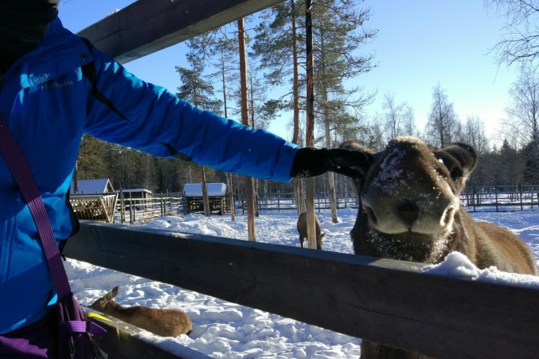 Depuis Rovaniemi : visite guidée du parc zoologique de Ranua