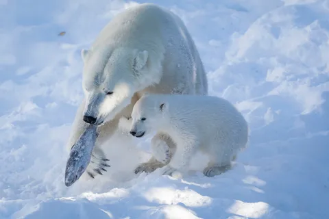 Ranua Wildlife Park Guided Tour from Rovaniemi