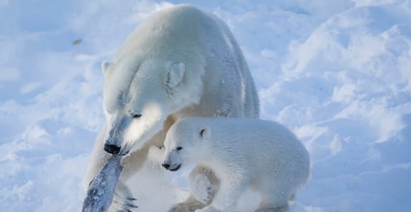 Ranua Wildlife Park Guided Tour from Rovaniemi, With Lunch