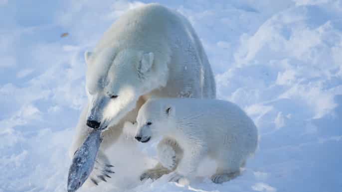 ranua wildlife park guided tour from rovaniemi