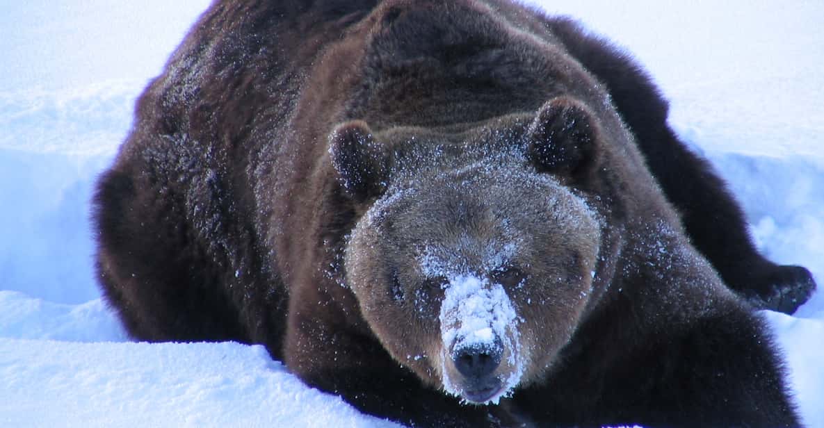 Ranua Wildlife Park Guided Tour from Rovaniemi