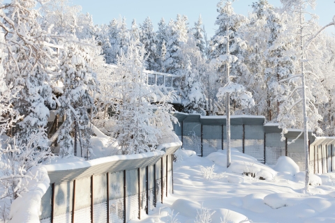 Z Rovaniemi: Park zwierząt Ranua z przewodnikiem