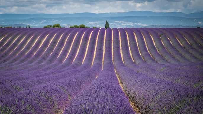 aixenprovence valensole verdon lavender group tour