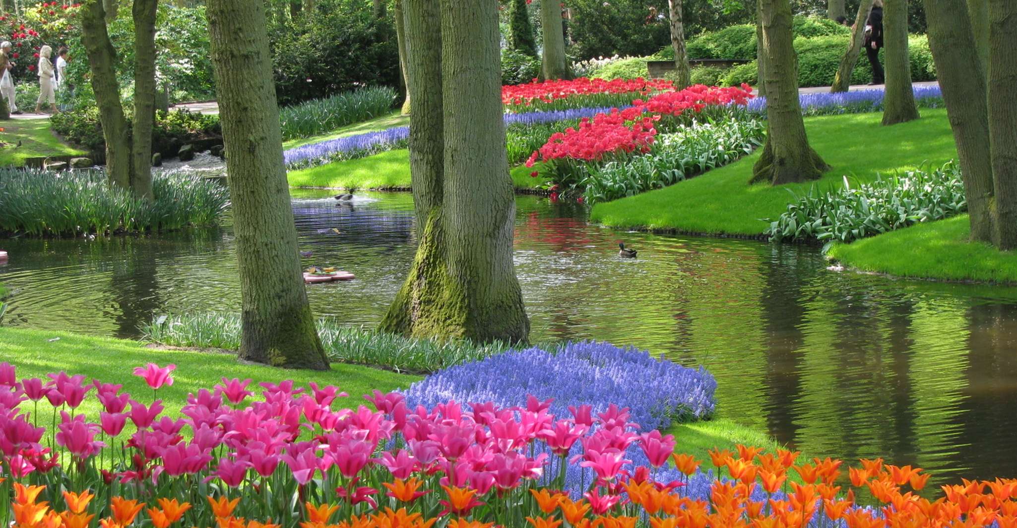 Amsterdam: Tour to Keukenhof Gardens with Windmill Cruise photo 14