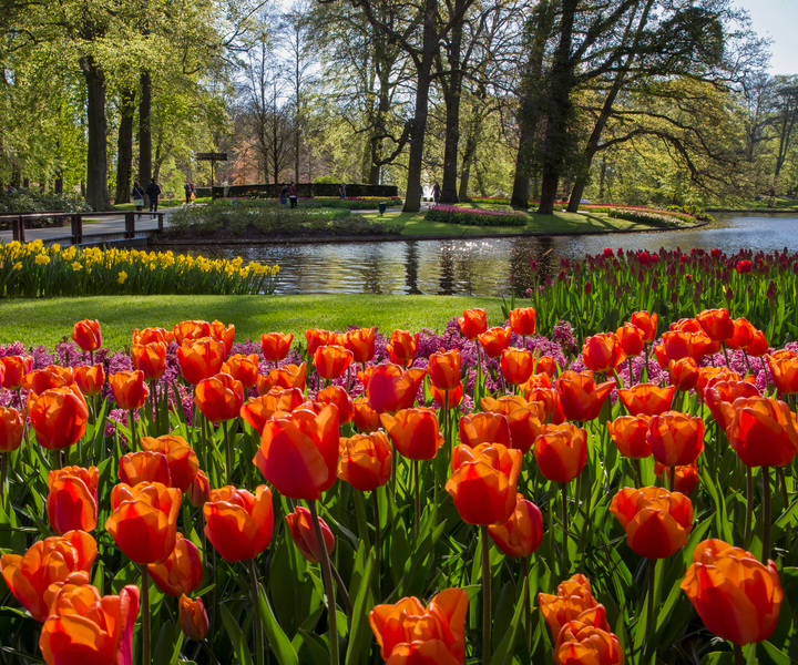 Amsterdam: Tagestour Keukenhof-Gärten, Windmühlen-Bootsfahrt