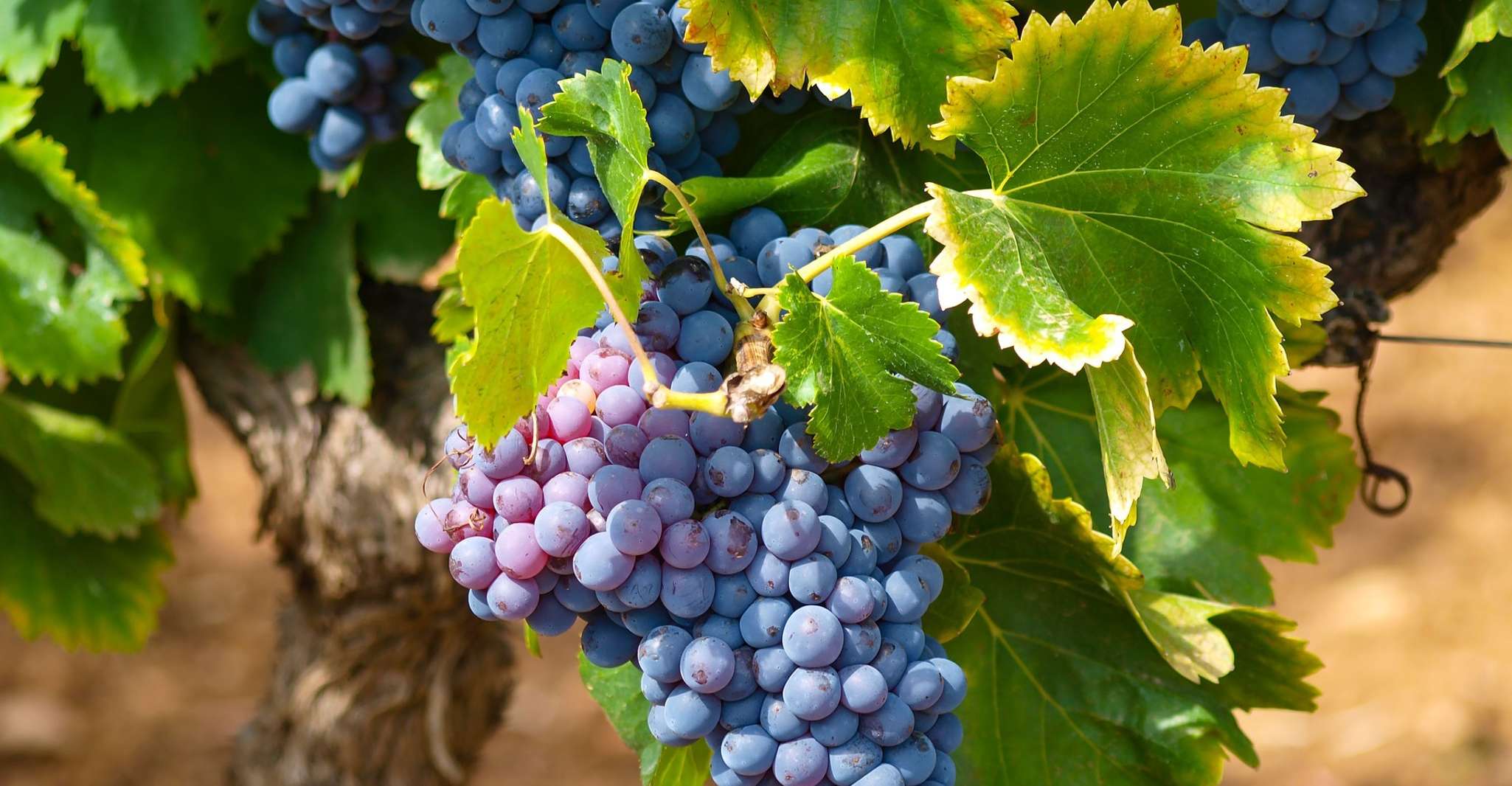 Nice, Half-Day Saint Paul de Vence and Wine Tasting Tour - Housity