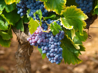 Agradable, medio día de Saint Paul de Vence y Wine Tasting Tour - Housity