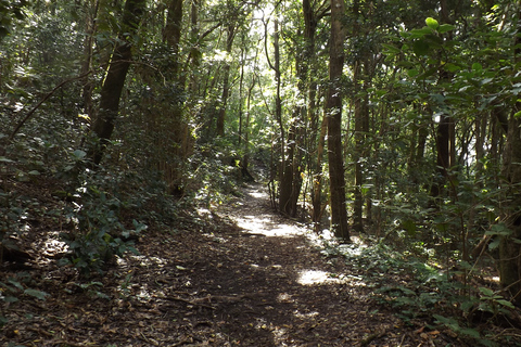 Santa Cruz de Tenerife: 2-Hour Hiking Tour in Anaga Forest