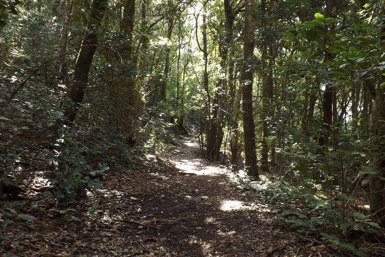 Santa Cruz de Tenerife : balade de 2 h dans la forêt d'Anaga