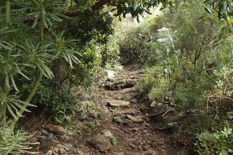 Santa Cruz de Tenerife : balade de 2 h dans la forêt d'Anaga