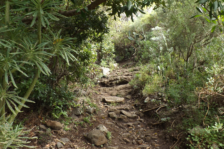 Santa Cruz de Tenerife : balade de 2 h dans la forêt d'Anaga