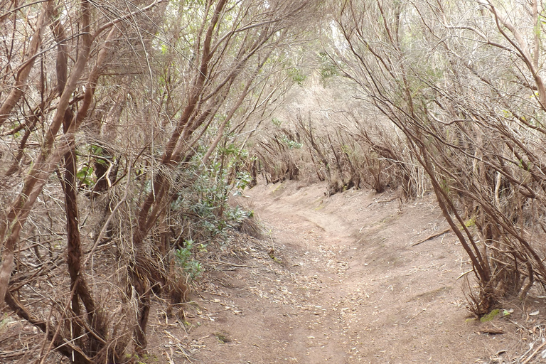 Santa Cruz de Tenerife: 2-Hour Hiking Tour in Anaga Forest