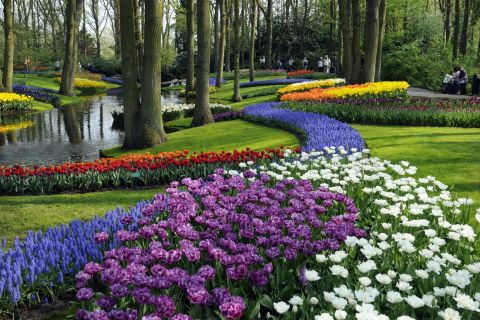 Amsterdã: excursão de um dia aos jardins de Keukenhof com cruzeiro pelo moinho de vento