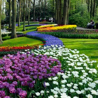 Amsterdam: Day Trip Keukenhof Gardens with Windmill Cruise