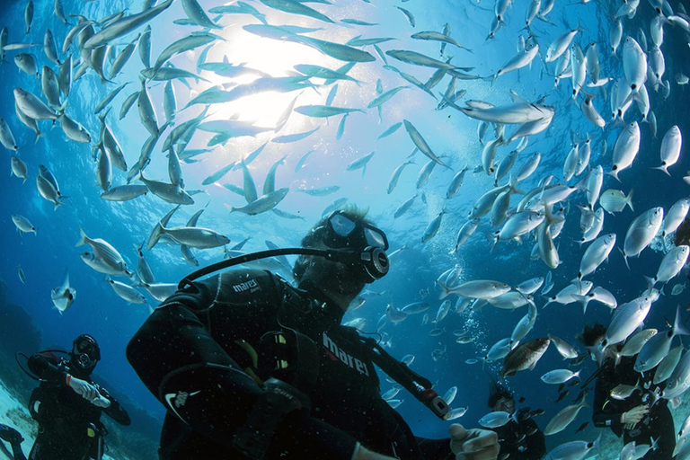 Malta: 1-Tages PADI Scuba Diver Brevetierung Anfängerkurs