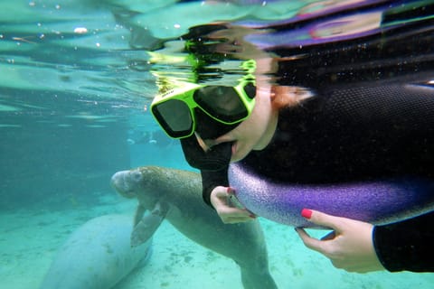 Crystal River Small Group Swim with Manatee Tour