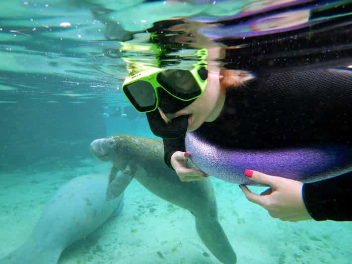 Crystal River: VIP Manatee Swim w/ In-water Photographer | GetYourGuide