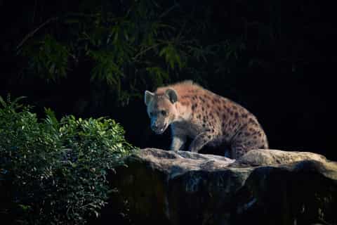 Singapore: Night Safari and Tram Ride Ticket