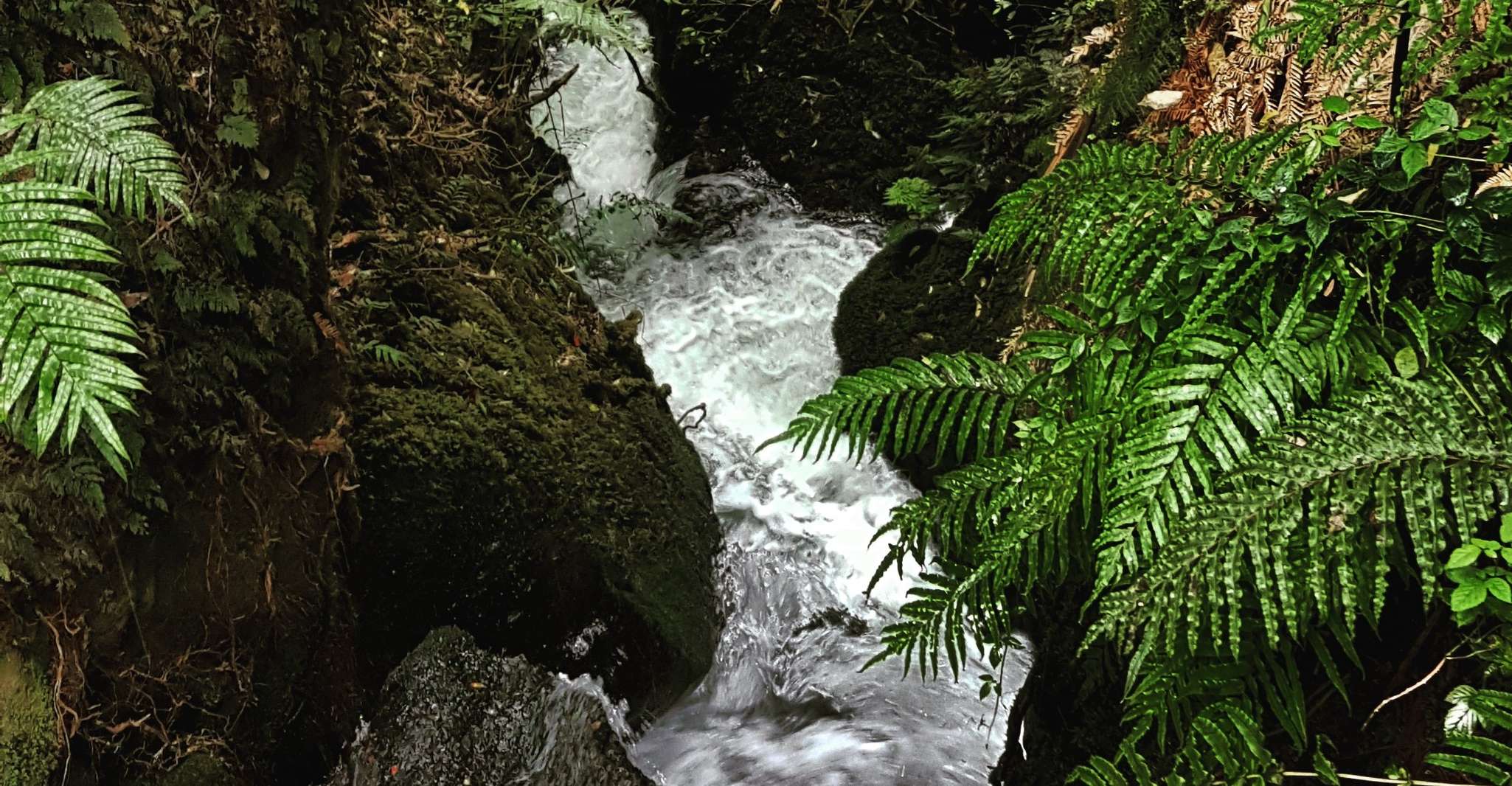 From Rotorua, Wai-O-Tapu, Waimangu And Te Puia Full-Day Tour - SuiteTrails