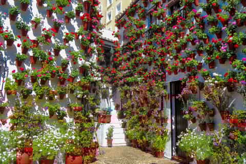 córdoba visita guiada por los patios