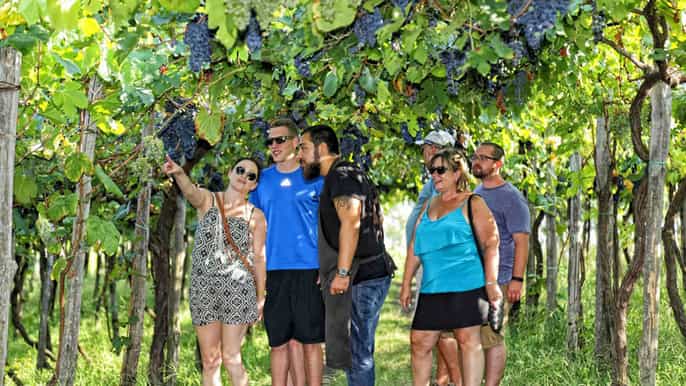 from sorrento vesuvius winery tour tasting lunch