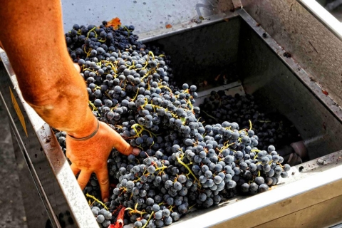 Van Sorrento: rondleiding door de wijnmakerij, proeverij en lunch