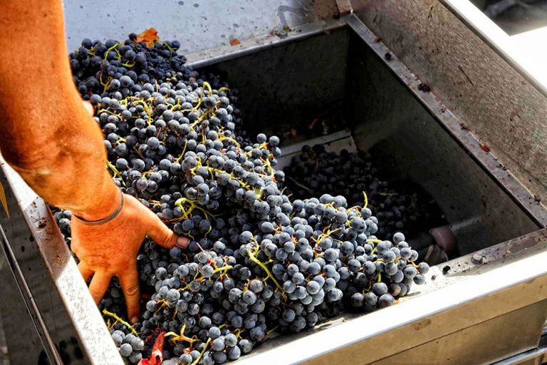 Au départ de Sorrento : Visite de vignobles, dégustation et déjeuner