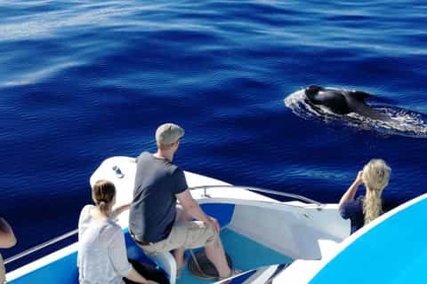 From Tazacorte: Catamaran Cruise of La Palma