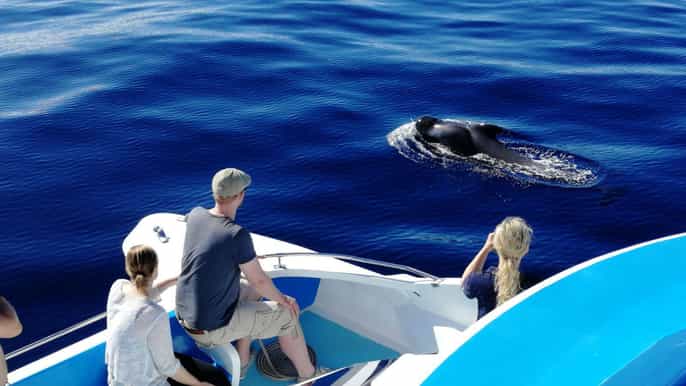 desde tazacorte crucero en catamarán por la palma
