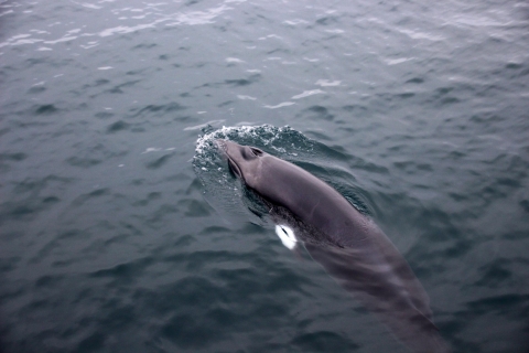 De Reykjavik: visite express d'observation des baleines en RIB