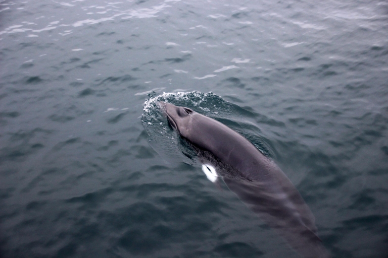 Z Reykjaviku: Ekspresowa wycieczka z obserwacją wielorybów przez RIB