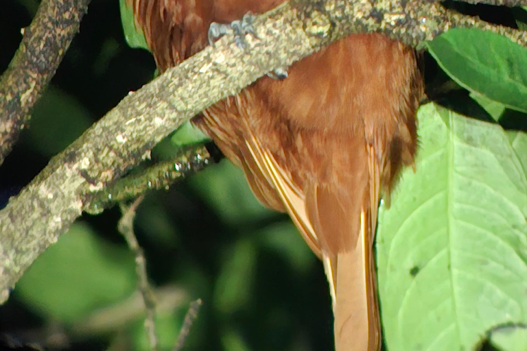 Santa Elena: Wildlife Refuge Monteverde Night Walking Tour