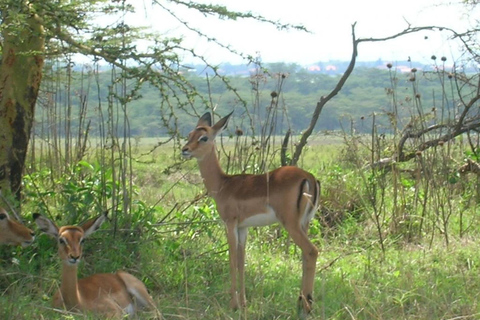 From Nairobi: Private Nairobi National Park Tour