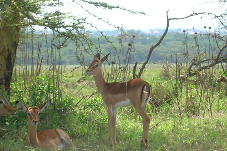 Da Nairobi: tour privato del Parco Nazionale di Nairobi