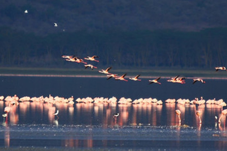 From Nairobi: Private Lake Nakuru Express Tour