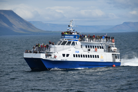 Reykjavik : Observation des baleines en hors-bordReykjavik : Observation des baleines en bateau à moteur