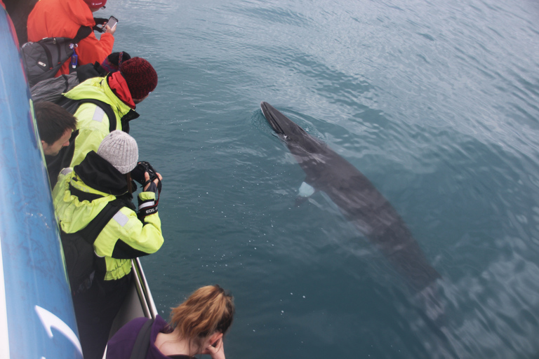 Reykjavik : Observation des baleines en hors-bordReykjavik : Observation des baleines en bateau à moteur