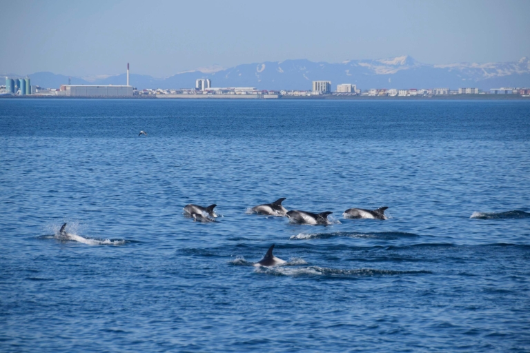 Reykjavik : Observation des baleines en hors-bordReykjavik : Observation des baleines en bateau à moteur