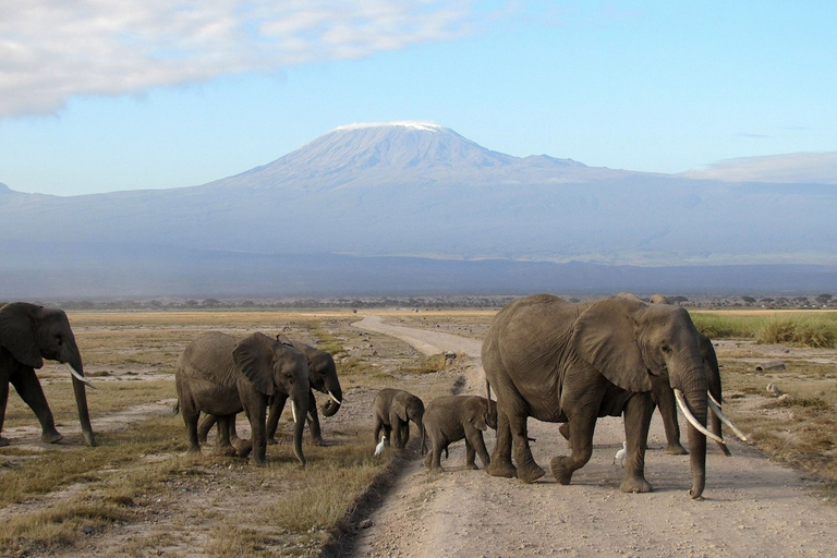 Safari notturno ad AmboseliSafari notturno